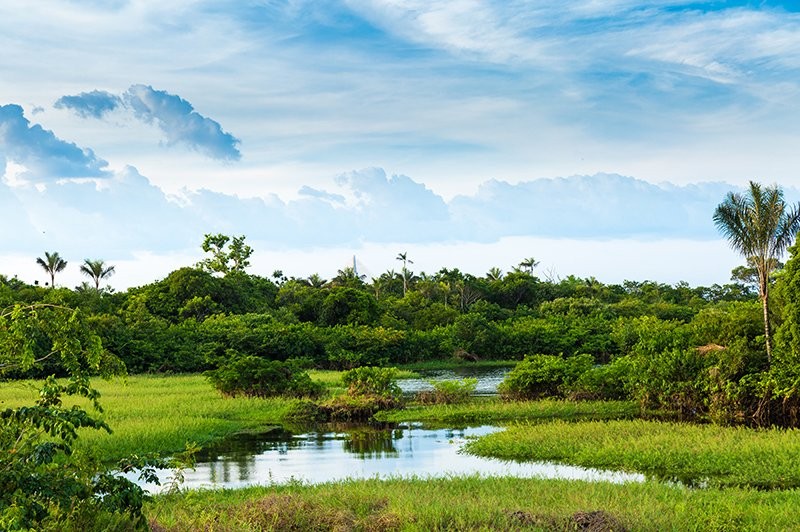 Illustration de la destination Amazone